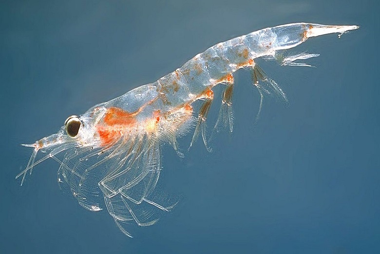 Dampak Positif dan Negatif Krill dalam Mengurangi Sampah Plastik di Lautan