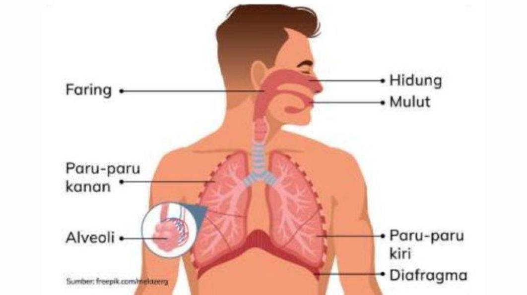 Persiapkan Ujian Dengan Tryout Online IPA: Fokus Pada Organ Tubuh