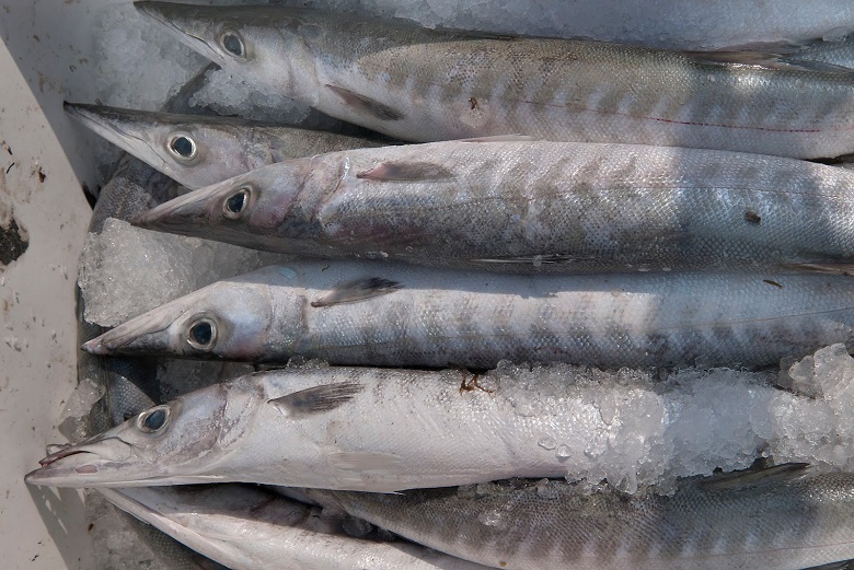 Belasan Manfaat Ikan Alu-alu Bagi Tubuh Manusia