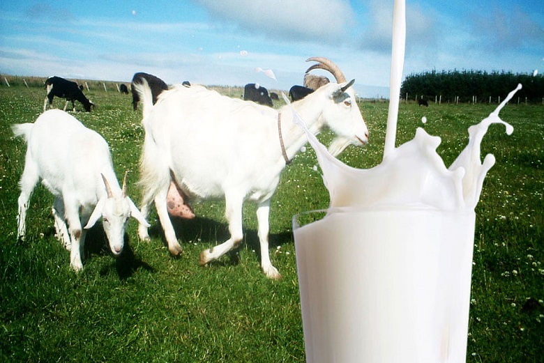 Bermacam-macam Khasiat Susu Kambing bagi Tubuh Anda