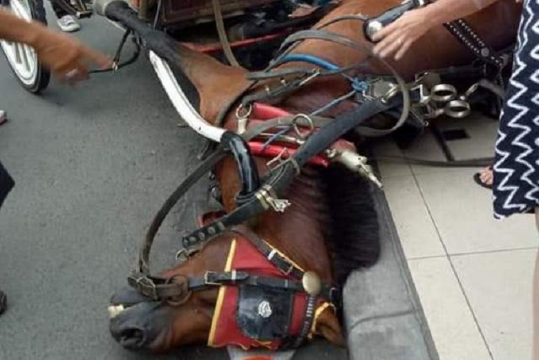 Kuda Jantan itu Tiba-tiba Melompat Kayak Kesurupan, Trus Jatuh ke Jalan, Mati..