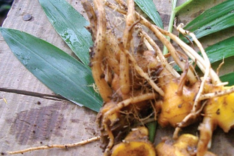 Obat Herbal Rematik Yang Ampuh