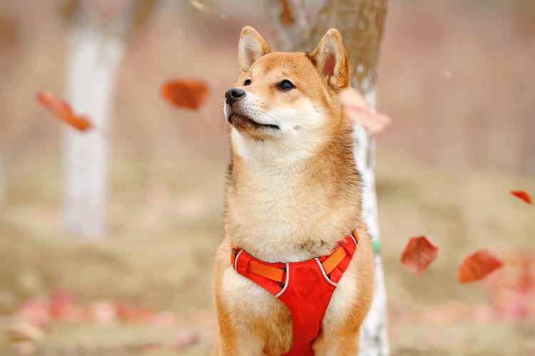 Game Keren Shibu Yang Bisa Menghasilkan Uang