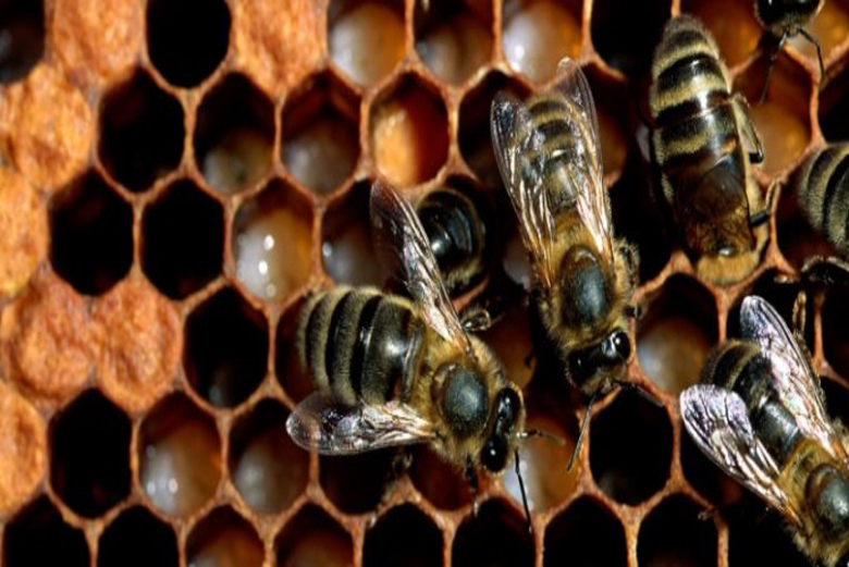 Madu Hitam Bisa Turunkan Berat Badan, Benarkah?