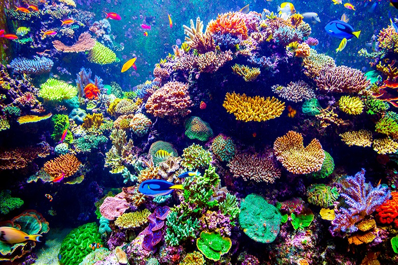 Lima Cara Temukan Keistimewaan Great Barrier Reef