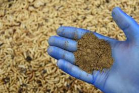 Gambar Artikel Ynsect Perancis Lakukan Budidaya Ulat sebagai Bubuk Protein