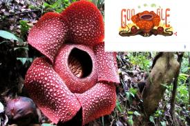 Hari ini, Google Doodle Tampilkan Animasi Bunga Rafflesia Arnoldi