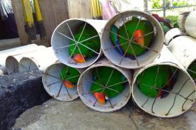 Gambar Artikel Teganya Para Penyelundup Burung yang Masukan Burung dalam Pipa Paralon Sempit Berkawat