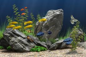 Beragam Ikan Hias Air Tawar Untuk Mempercantik Hunian Anda