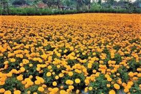 Gambar Artikel Tidak Perlu ke Luar Negeri, Indonesia Juga Punya Wisata Taman Buka Cantik 
