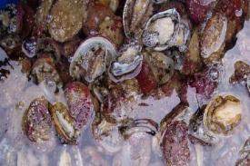 Mikroplastik Cemari Kerang di Dasar Laut Samudera Eropa sampai Cina