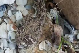 Tukang Kebun Digigit Ular hingga Tak Berdaya, Padahal Kepala Ular Sudah Terpisah dari Tubuhnya
