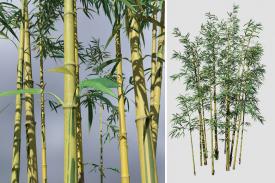 Bambu, Tanaman Rumput-rumputan yang Paling Cepat Tumbuh