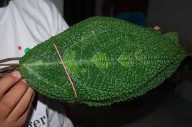 Daun Gatal Papua Memang Bikin Gatal-Gatal
