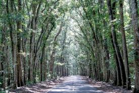 Gambar Artikel Keindahan Hutan Tertua di Pulau Jawa dengan Fakta dan Mitosnya