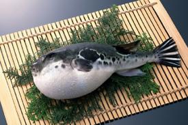 Meskipun Lezat, Ikan Unik Ini Bisa Menewaskan Penduduk Jepang