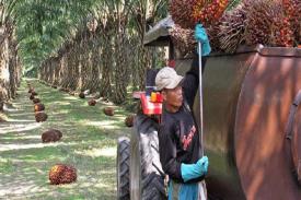 GAPKI Harap Bea Masuk Minyak Sawit ke India Sama dengan Produk Nabati Lainnya