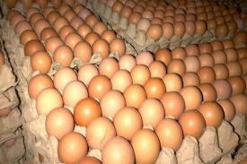 Gambar Artikel Faktor yang Menyebabkan Harga Telur Berada di Kisaran Rp 21.000 - Rp 23.000 per Kg