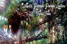 Wisata Pohon Trinil Lamongan Mendatangkan Rezeki