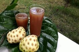 Gambar Artikel Manfaat dari Jus Buah Mengkudu yang Sangat Baik untuk Tubuh