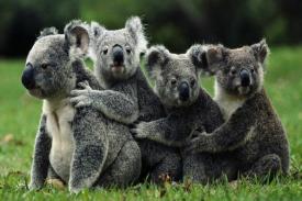 Polisi Australia Buru Pembunuh Sadis Hewan Langka Australia 