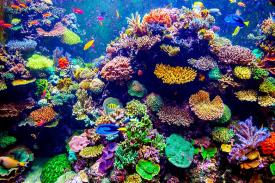 Lima Cara Temukan Keistimewaan Great Barrier Reef