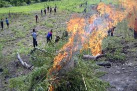 BNNP Aceh Musnahkan 5 Ha Ladang Ganja di Aceh Besar