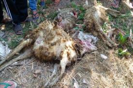 Gambar Artikel Sejumlah Ternak Domba Mati Misterius